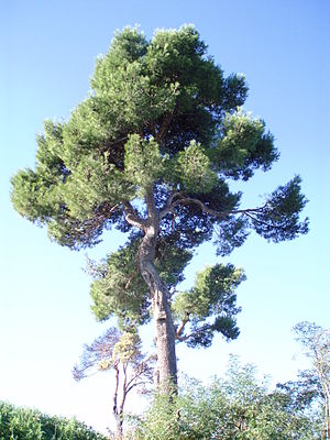 Pinus halepensis