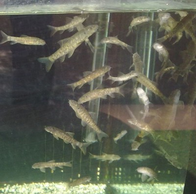 MeineFische.jpg