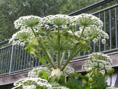 794px-Riesenbaerenklau3.jpg