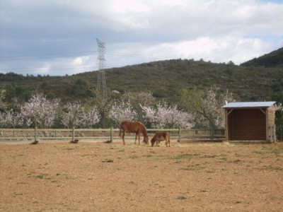 caballo-d.jpg