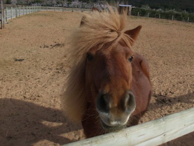 caballo-f.jpg