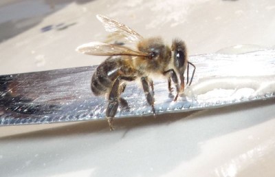 Warum soll ich mir die Arbeit machen - hier gibts doch Honig!!