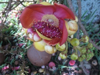 Unbekannte Blume