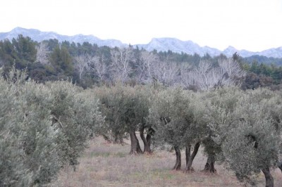 Olivenbäume, dahinter das Bergmassiv