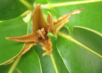 unbekannte Blüte