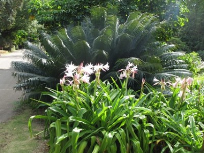 Lilien