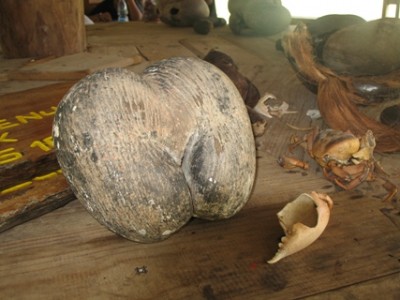 Die berühmte Coco-de-Mer