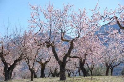 Mandelblüte Ende Februar El Comtat.JPG (166.7 KiB) 6029 mal betrachtet Mandelblüte Ende Februar - El Comtat