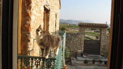 kamikazekater 002 [800x600].jpg