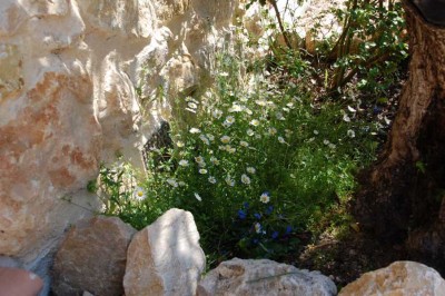 Es blüht unterm Olivenbaum
