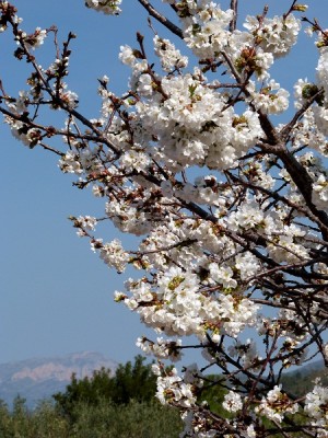 P1020007.JPG