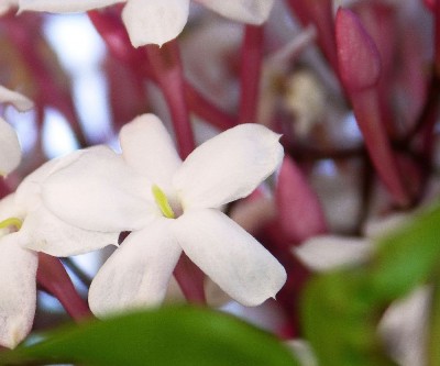 Jasmin1.jpg