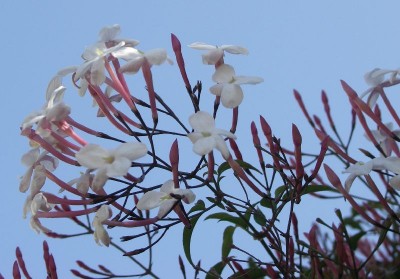 Jasmin3.jpg