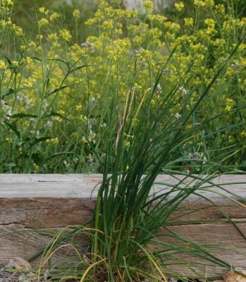 wilder Knoblau DSC_0247.JPG (94.6 KiB) 4752 mal betrachtet Wilder Knoblauch, Ende März