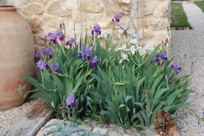 Genauso schön wie im letzten Jahr blühen weiße und blaue Iris vor unserer Tür ....