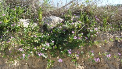 Frühling2012 023 [800x600].jpg