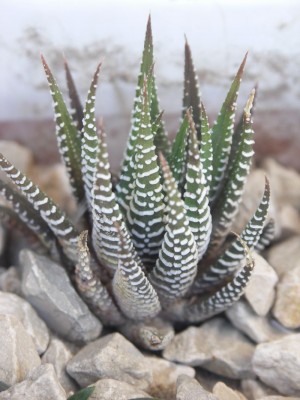 rätsel3Aloe Aristata.jpg (131.33 KiB) 2522 mal betrachtet Aloe Aristata (noch gaaanz winzig bei mir...)