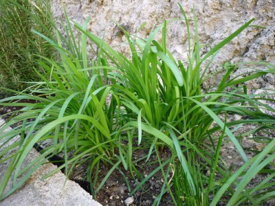 Schnittknoblauch.jpg (145.69 KiB) 4715 mal betrachtet Schnittknoblauch