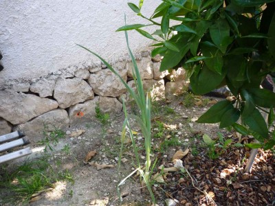 Knoblauch01.jpg
