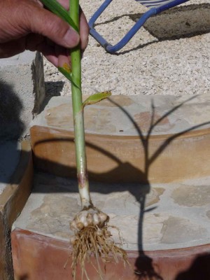 Knoblauch04.jpg