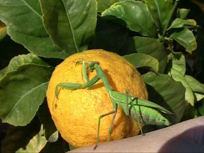 gottesanbeterin.jpg (27.33 KiB) 1581 mal betrachtet eine Gottesanbeterin