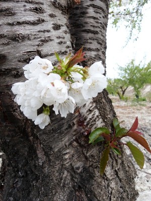 P1020093.JPG (187.52 KiB) 8898 mal betrachtet neues Leben an altem Stamm