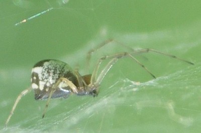 Neriene radiata a.jpg
