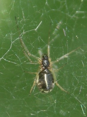 Neriene radiata unten.jpg
