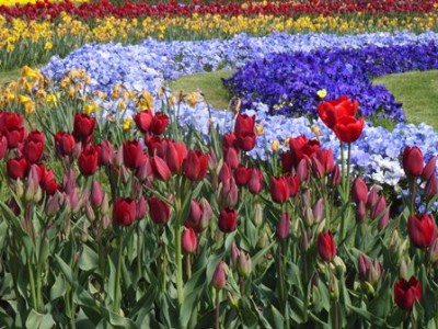 Frühlingsblumen.jpg