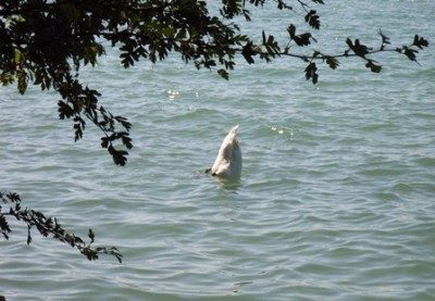 Schwan Bodensee.jpg