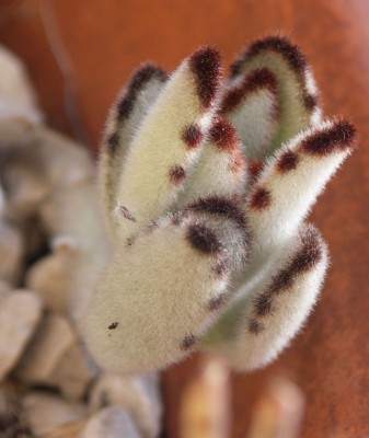 K. tomentosa.jpg