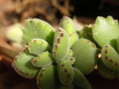 k. millotii.jpg