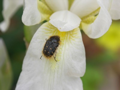 iris.jpg
