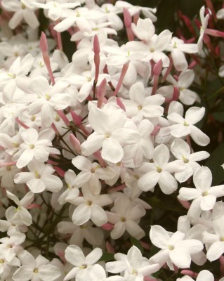 jasmin.jpg