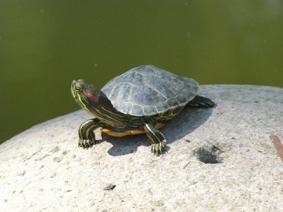 P1020262.JPG (116.24 KiB) 5784 mal betrachtet kleine Schildkröte