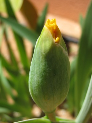 Der Beweis: <br />Die gelbe Iris &quot;It's magic&quot; zeigt sich