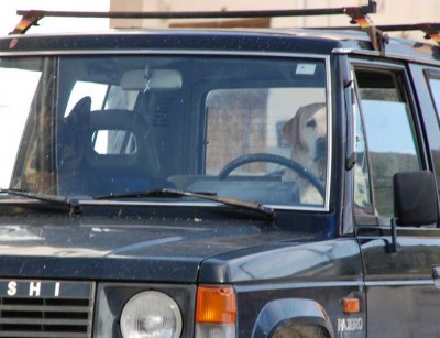 Hunde.JPG