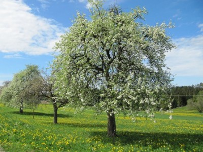 Maiwanderung 1.jpg