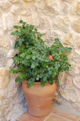 K800_DSC_0023.JPG (103.99 KiB) 4578 mal betrachtet Sieht NOCH gut aus - meine eingesperrte Rose ;-)