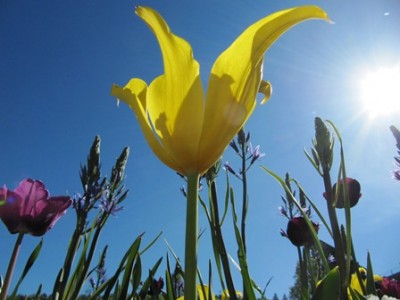 Tulpe.jpg