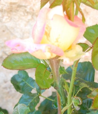 Rose Raupe rechts unten.JPG (143.07 KiB) 7899 mal betrachtet Befallene rose, Raupe rechts unten