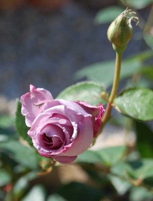 Knospen Rosal Grandiflora Sissi