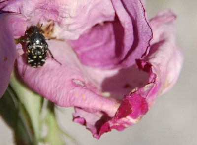 Rose + Käfer.JPG (57.17 KiB) 7899 mal betrachtet einer der Käfer, die auch fliegen können.