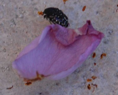 Rose Käfer Blatt.JPG (53.62 KiB) 7899 mal betrachtet Größe des Käfers im Vergleich zum Blatt
