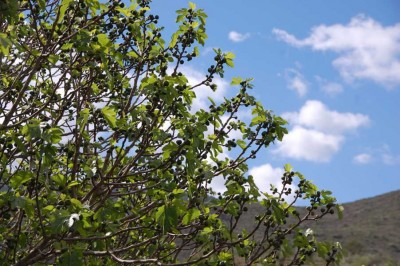1.5.2012: Feigenbaum mit brevas (die ersten Feigen im Jahr)