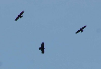 Greifvögel Ausschnitt.JPG (30.14 KiB) 4235 mal betrachtet Greifvögel - Flugbild (Ausschnitt)