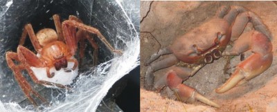 Ähnlichkeit.JPG (78.63 KiB) 3431 mal betrachtet Spinne und Krabbe - weder verwandt noch verschwägert...