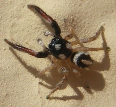 Springspinne.jpg (56.13 KiB) 3819 mal betrachtet gestern im Garten gefunden