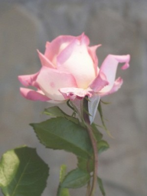 P1030047A.JPG
