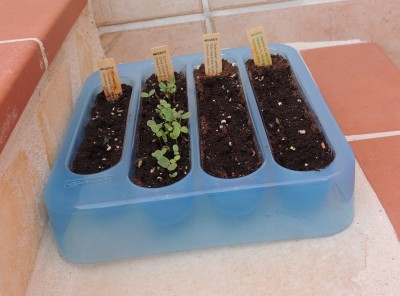 Tag5.JPG (1.04 MiB) 2985 mal betrachtet Die Zinnien scheinen sich prächtig zu entwickeln ...